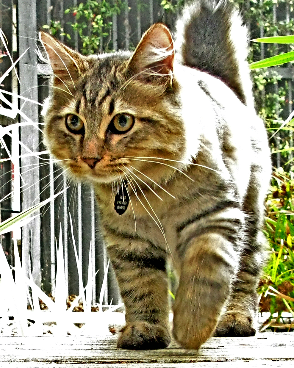 American Bobtail on Breed Ledger