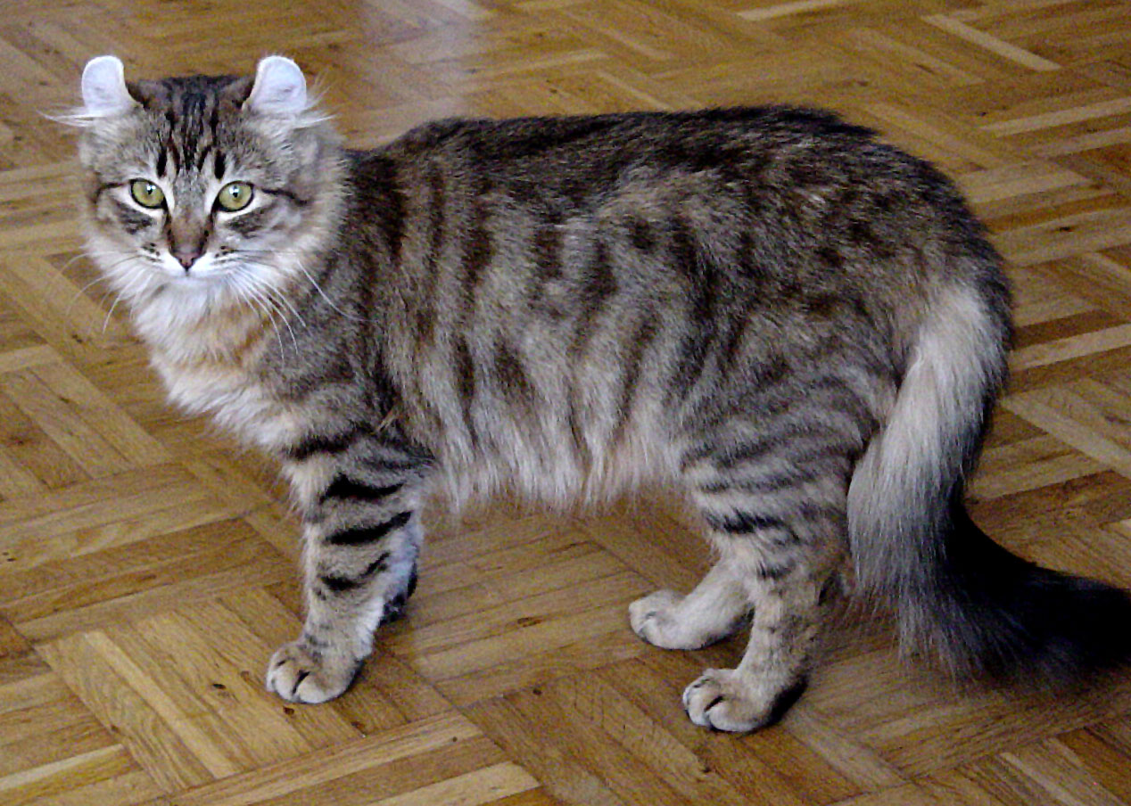 American Curl on Breed Ledger