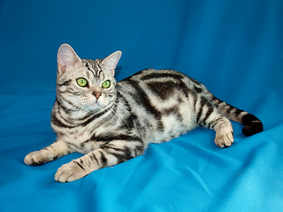 American Shorthair on Breed Ledger