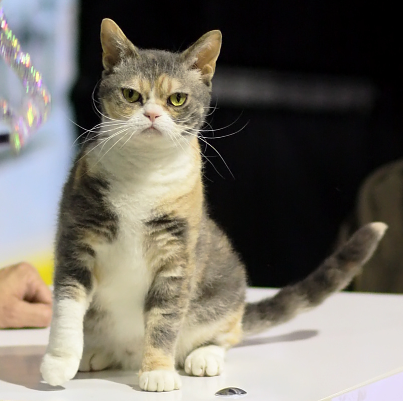 American Wirehair on Breed Ledger