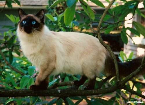 Balinese on Breed Ledger