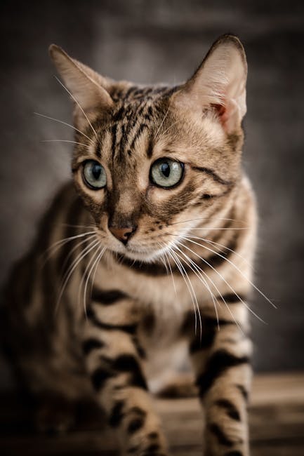Bengal on Breed Ledger
