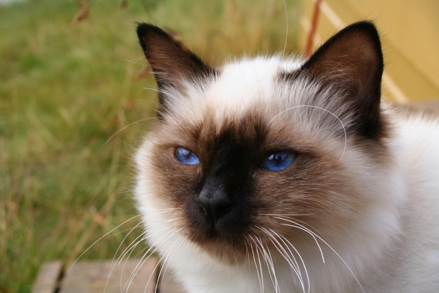 Birman on Breed Ledger