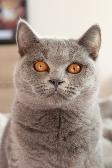 British Shorthair on Breed Ledger