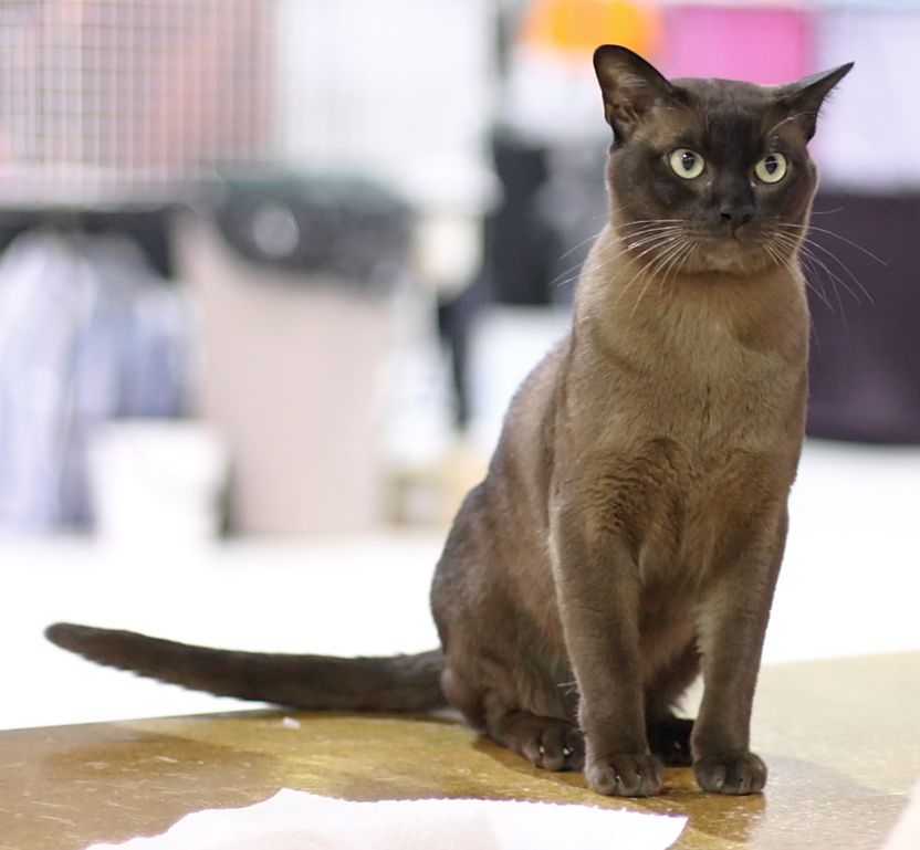 Burmese on Breed Ledger