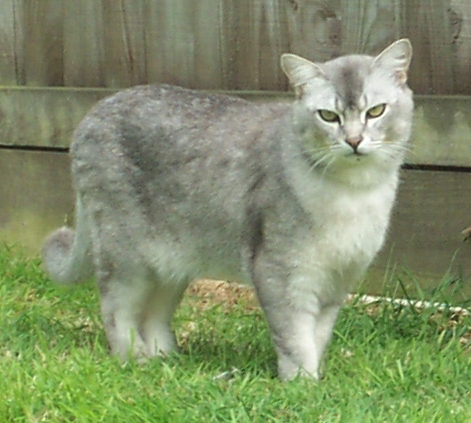 Burmilla on Breed Ledger