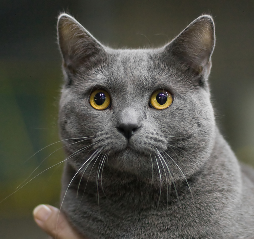 Chartreux on Breed Ledger