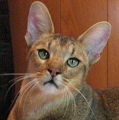 Chausie on Breed Ledger