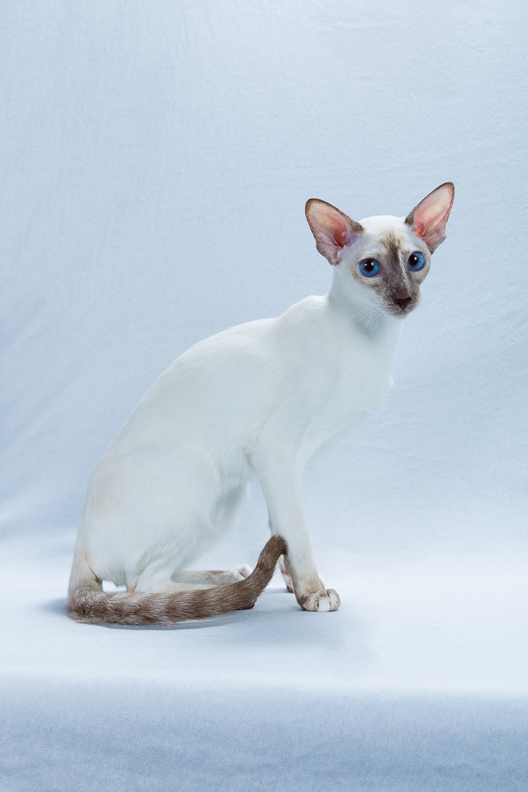 Colorpoint Shorthair on Breed Ledger