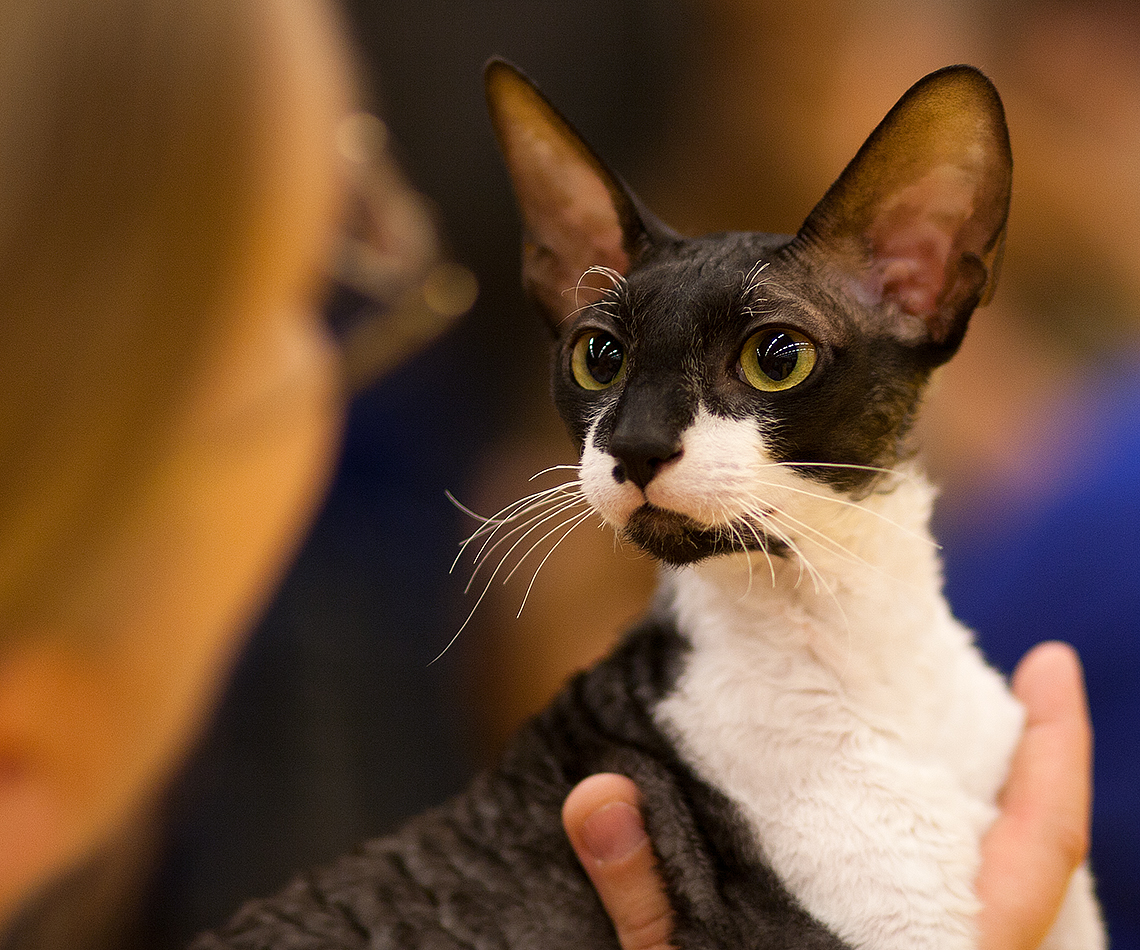 Cornish Rex on Breed Ledger
