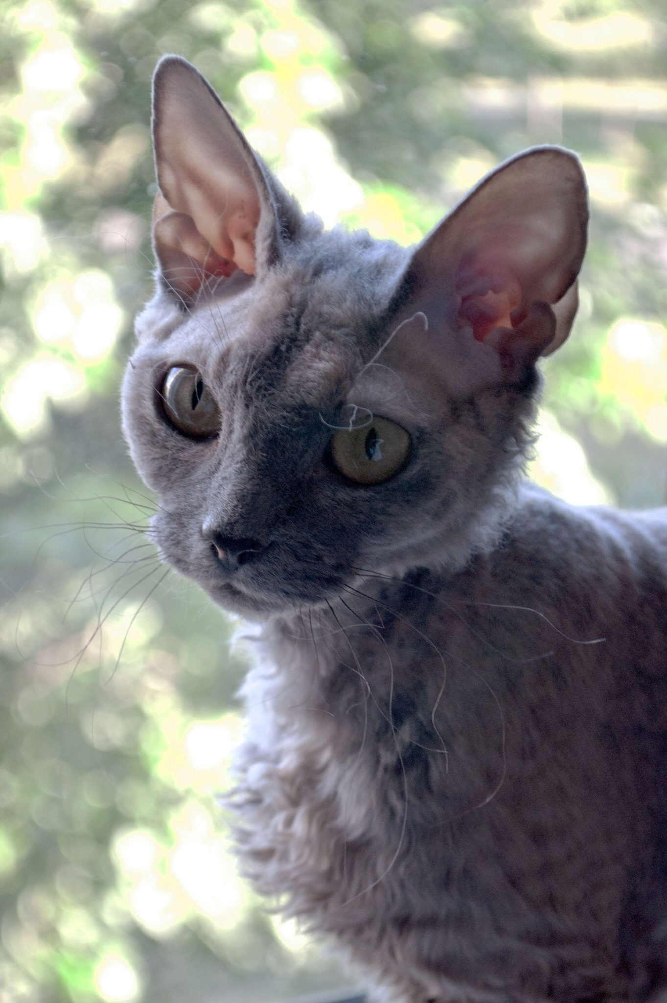 Devon Rex on Breed Ledger