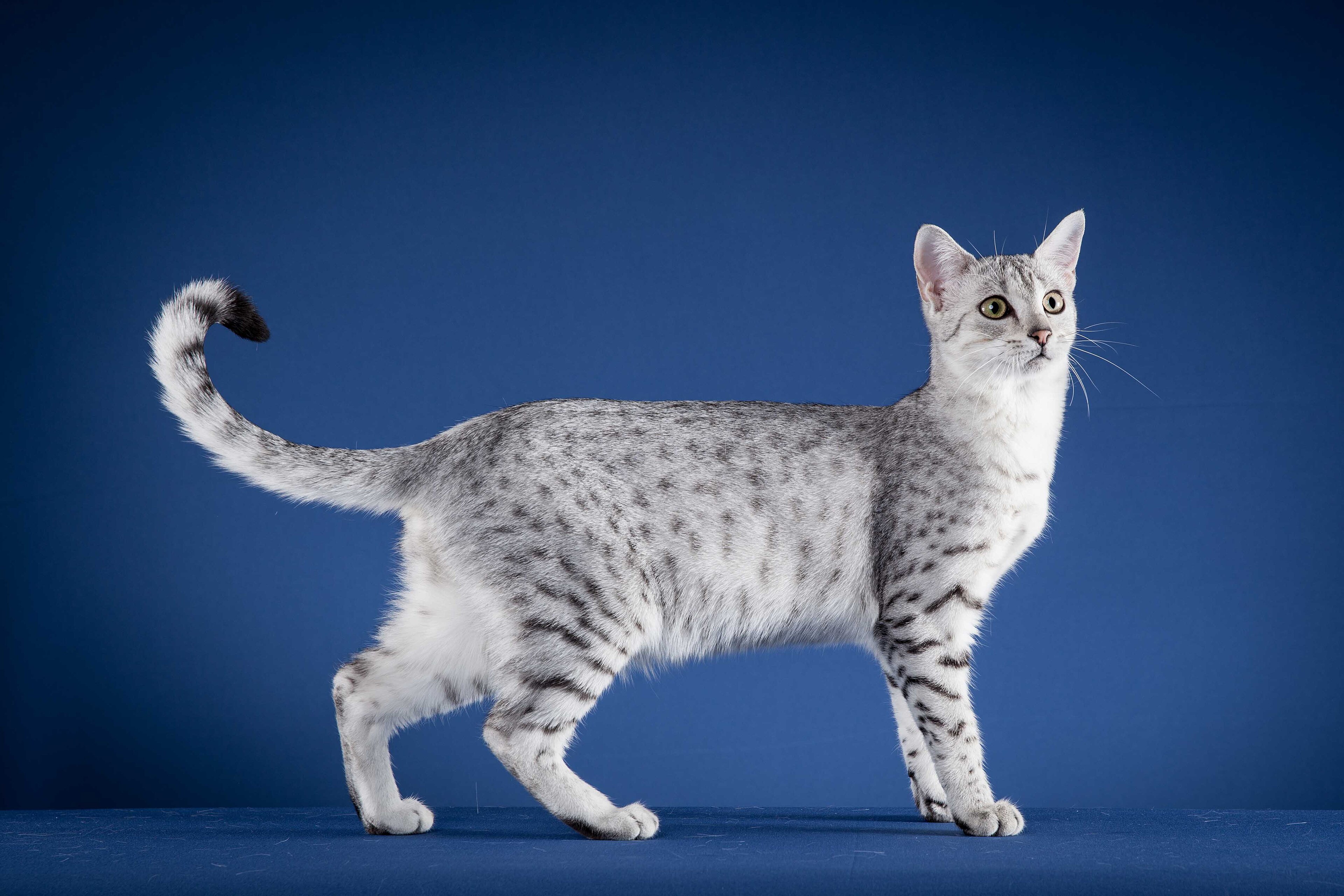 Egyptian Mau on Breed Ledger