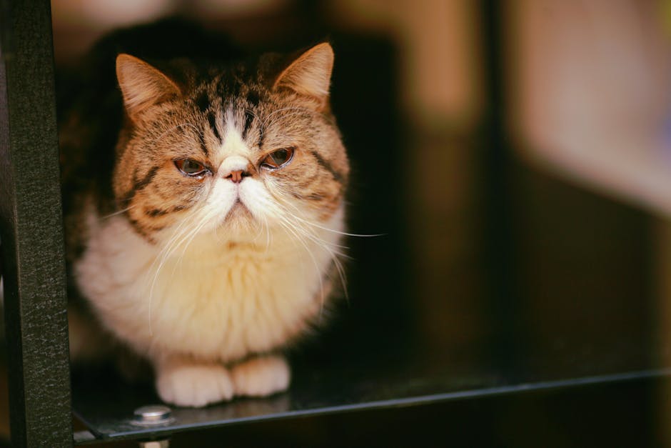 Exotic Shorthair on Breed Ledger