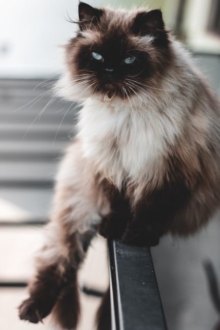 Himalayan on Breed Ledger