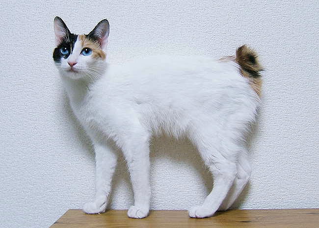 Japanese Bobtail on Breed Ledger