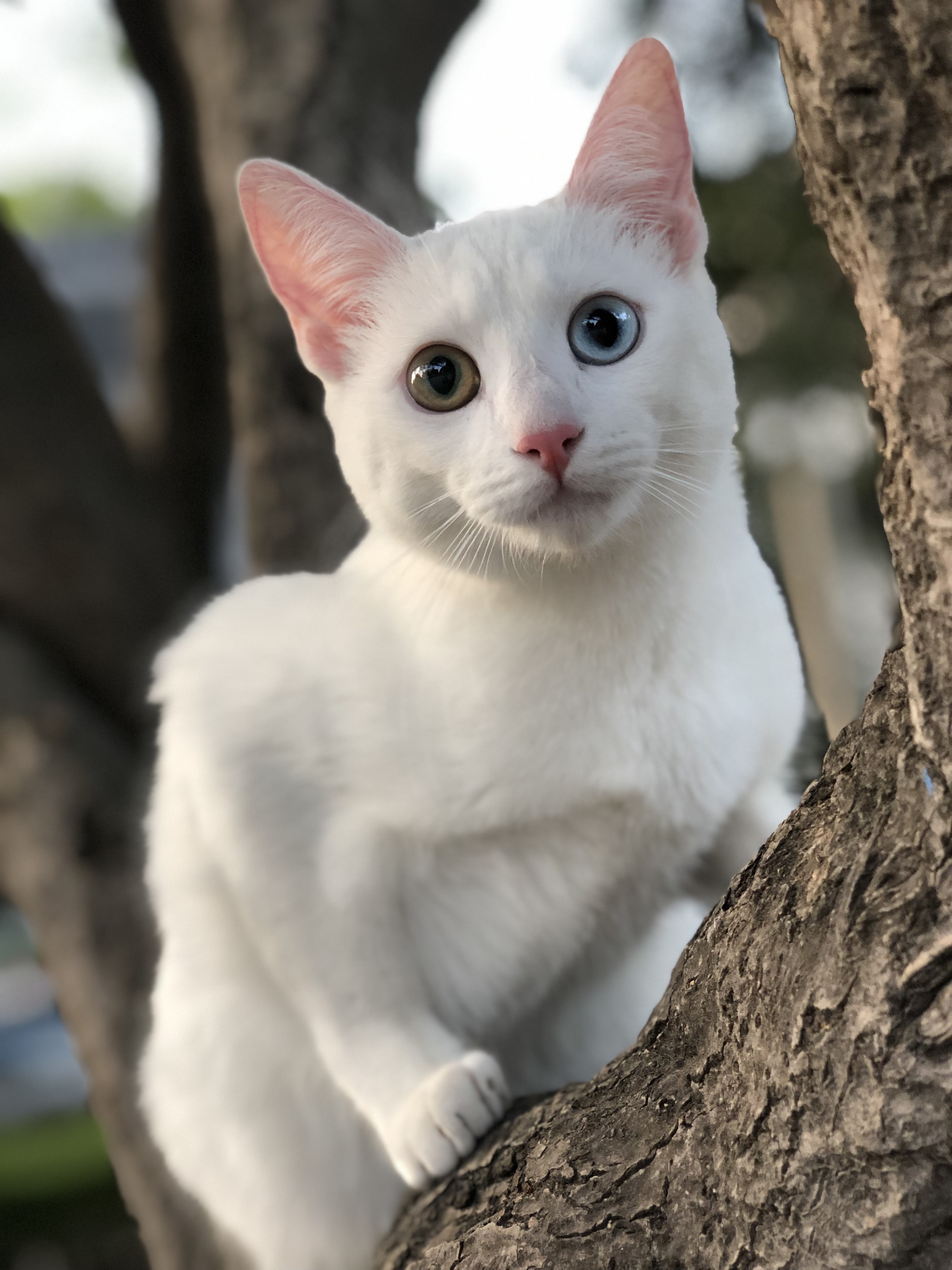 Khao Manee on Breed Ledger