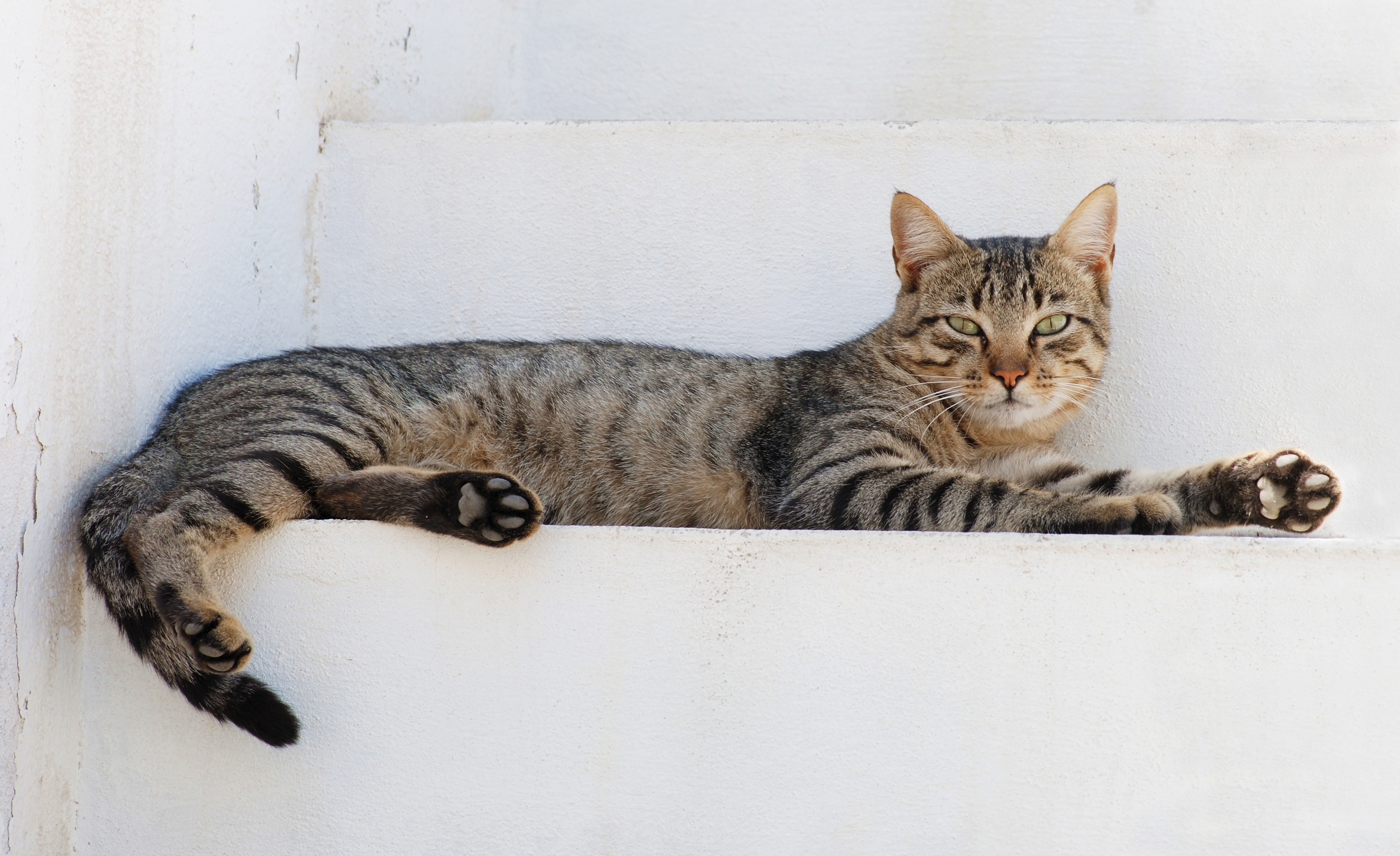 Cat on Breed Ledger