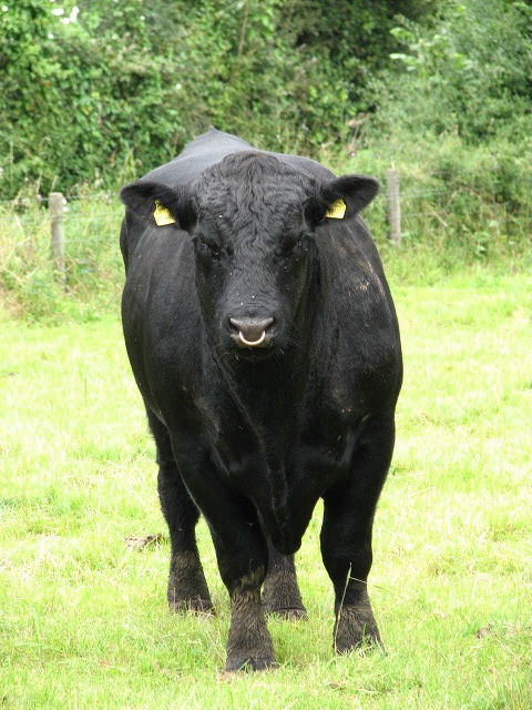 Angus on Breed Ledger