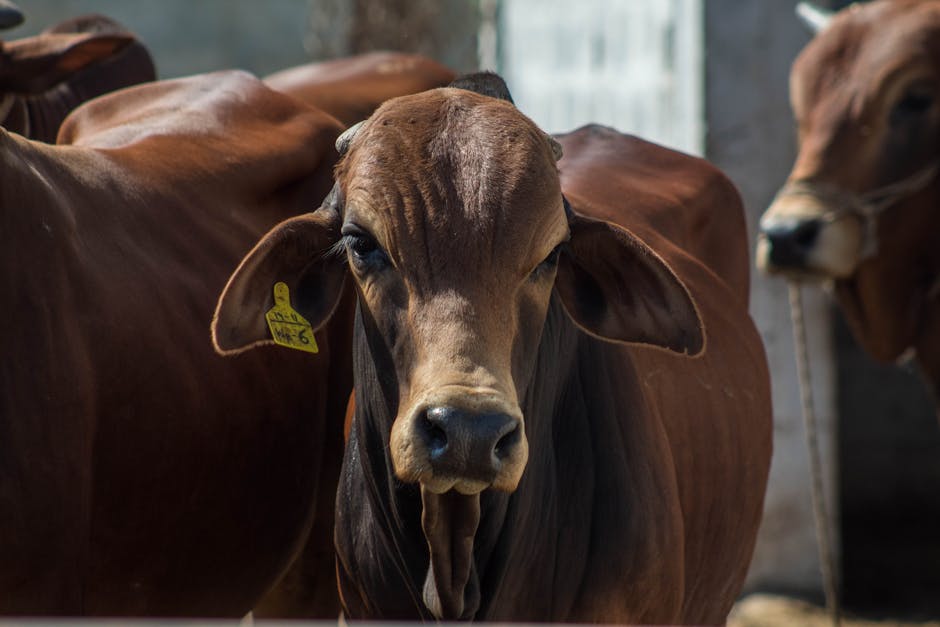 Brahman on Breed Ledger