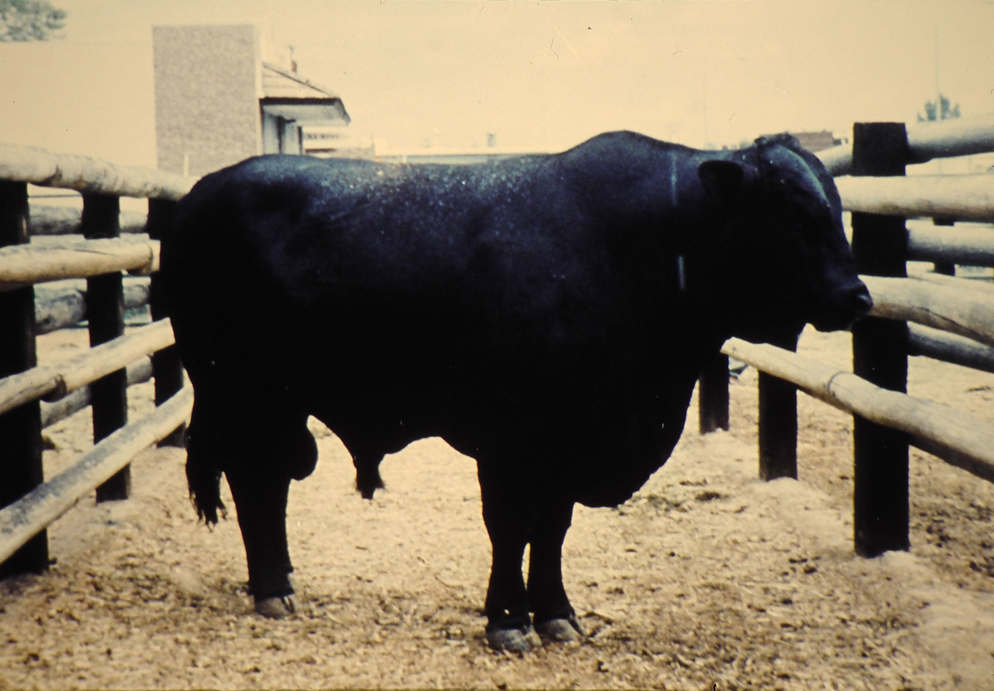 Brangus on Breed Ledger