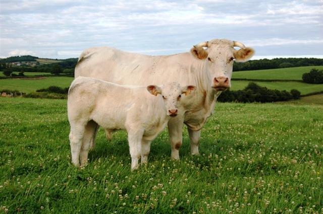Charolais on Breed Ledger