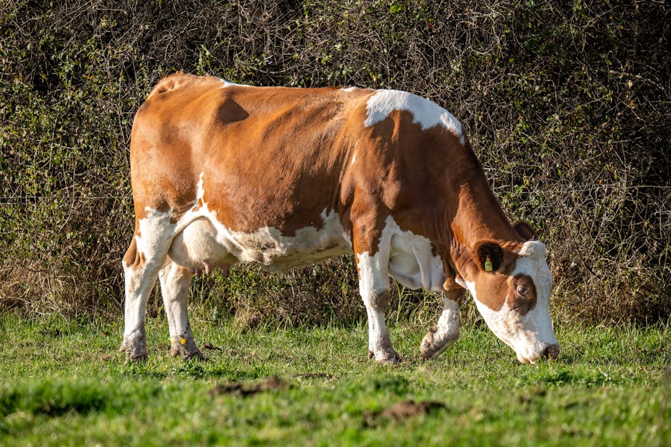 Guernsey on Breed Ledger