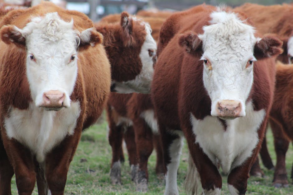 Hereford on Breed Ledger