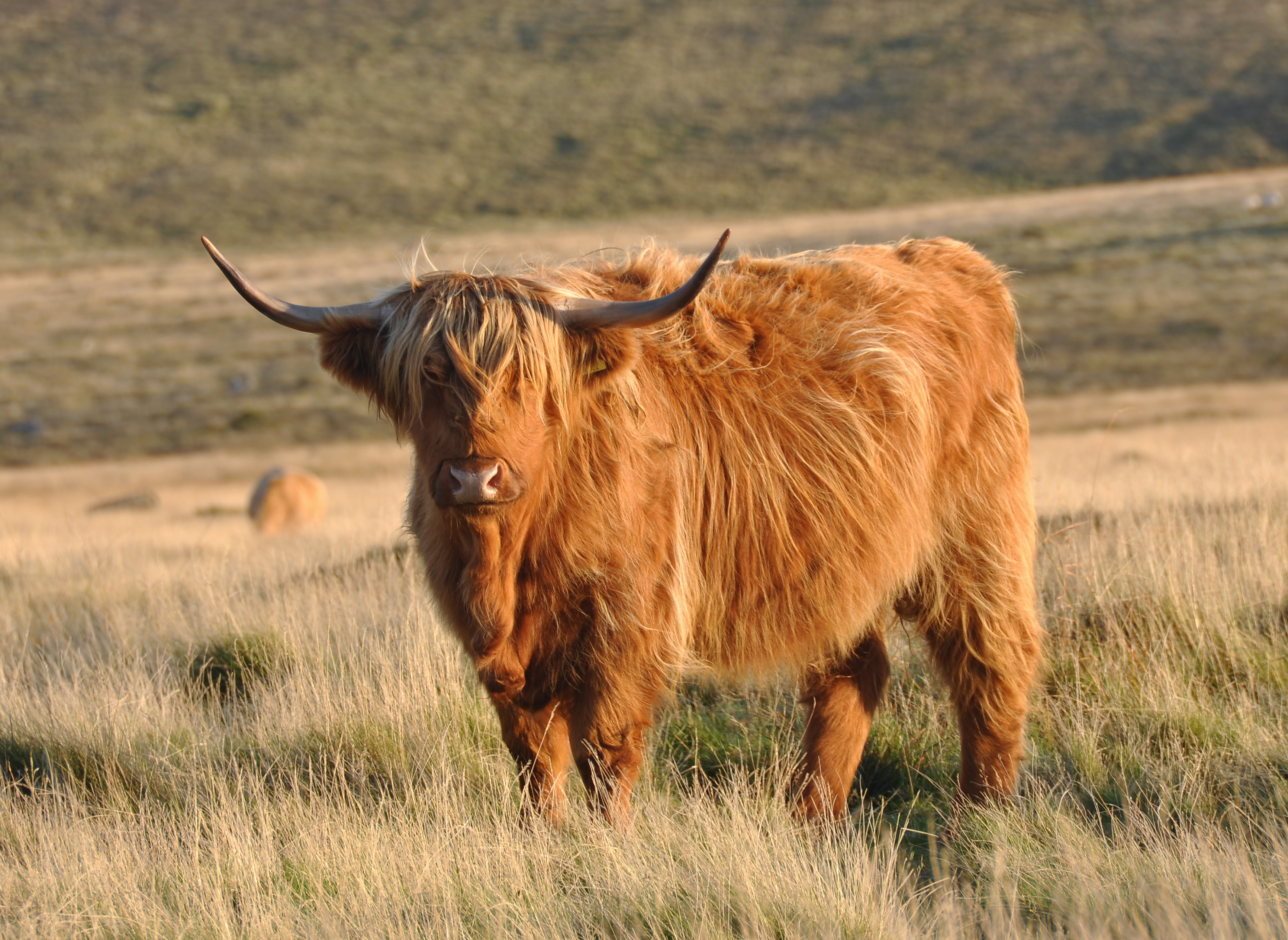 Highland on Breed Ledger