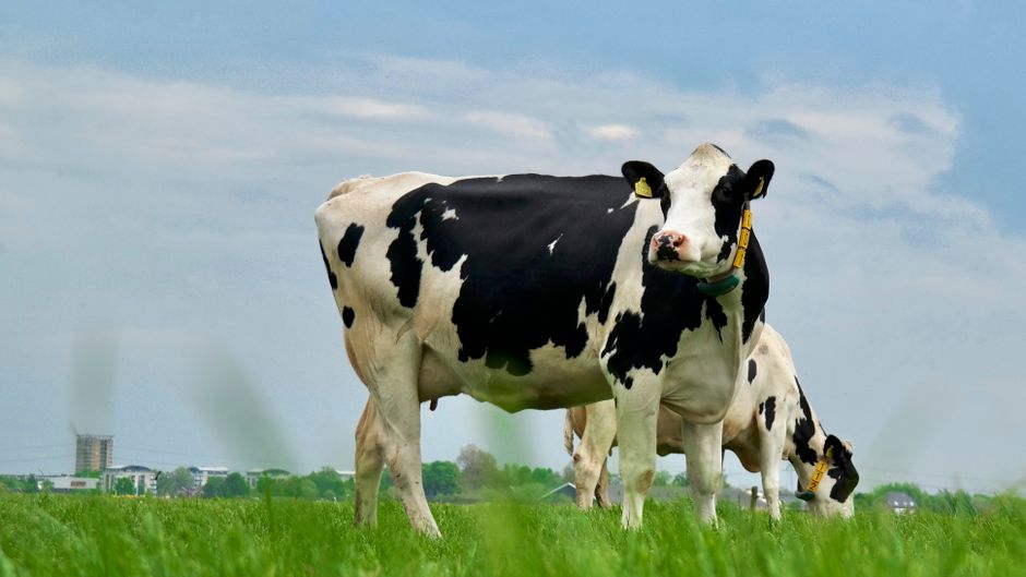 Holstein on Breed Ledger