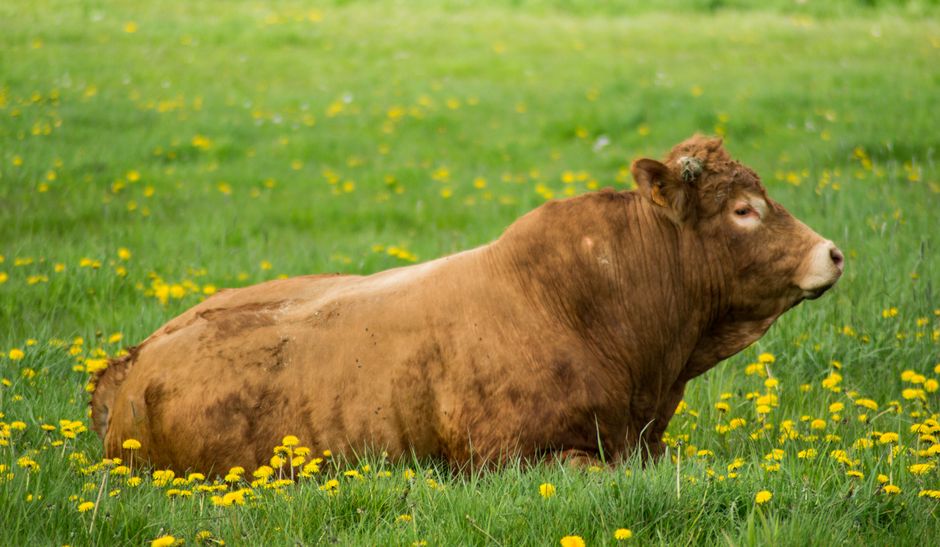 Limousin on Breed Ledger