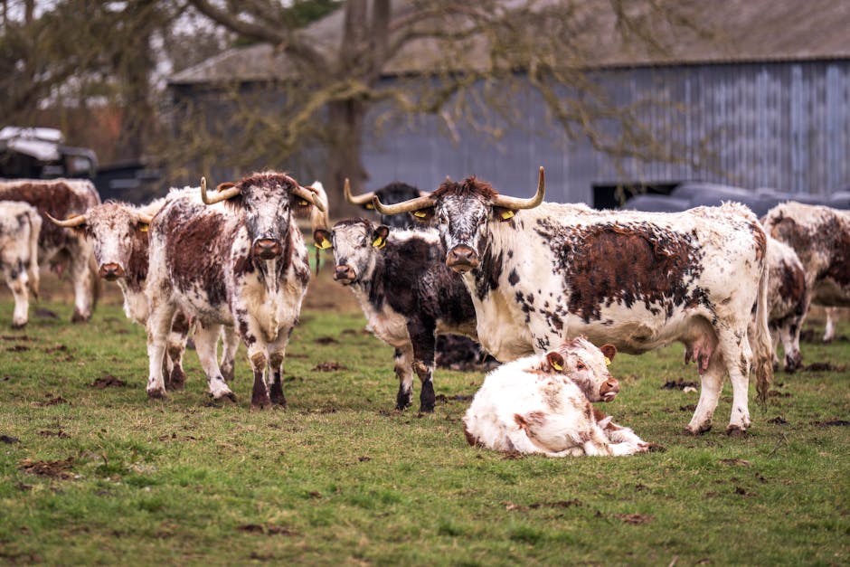 Longhorn on Breed Ledger