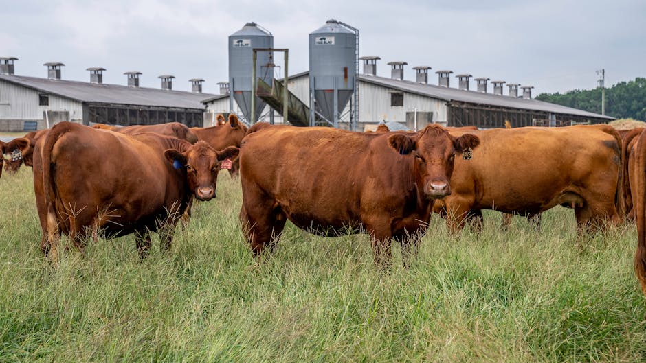 Red Angus on Breed Ledger