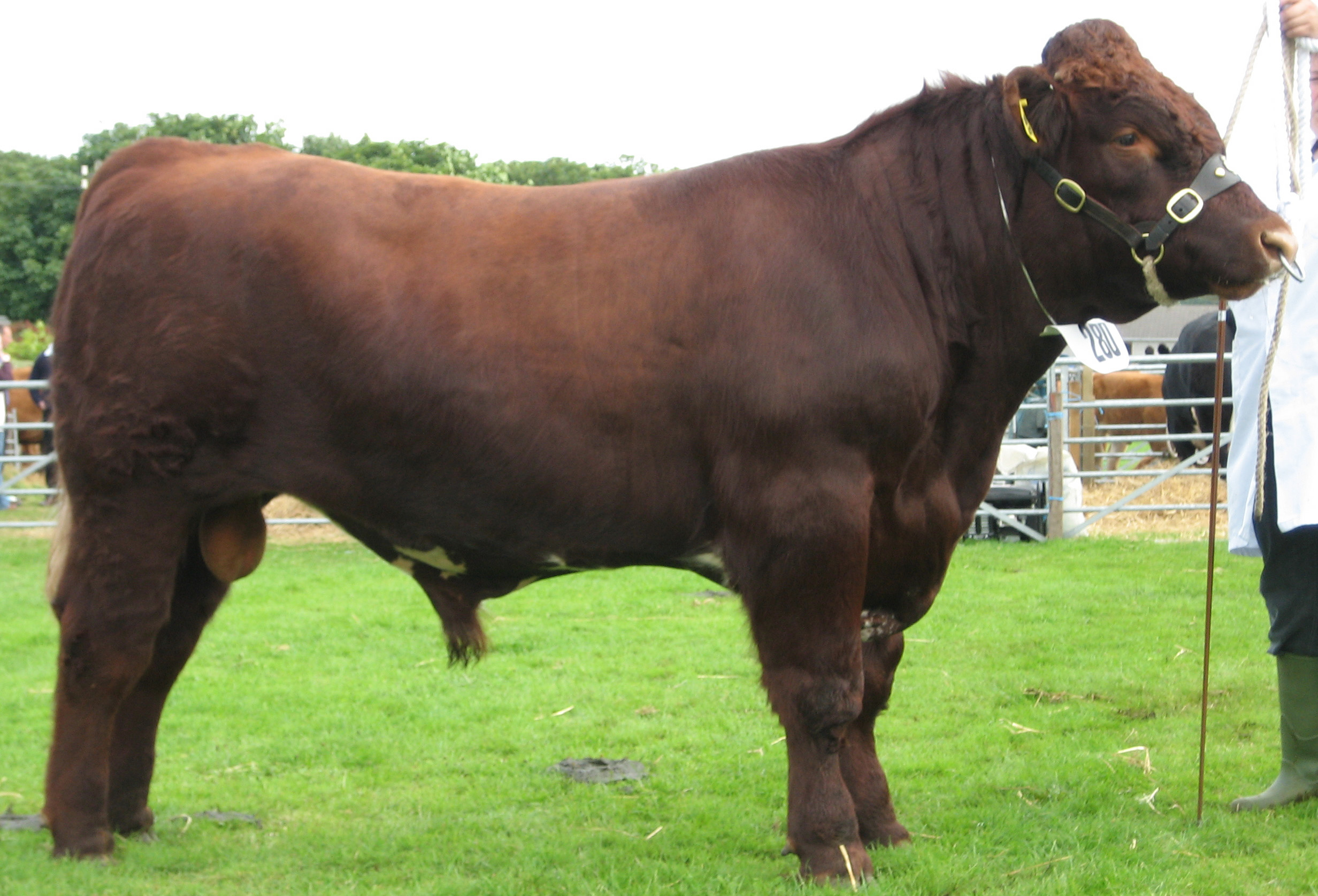 Shorthorn on Breed Ledger