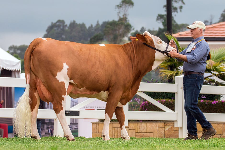 Simmental on Breed Ledger