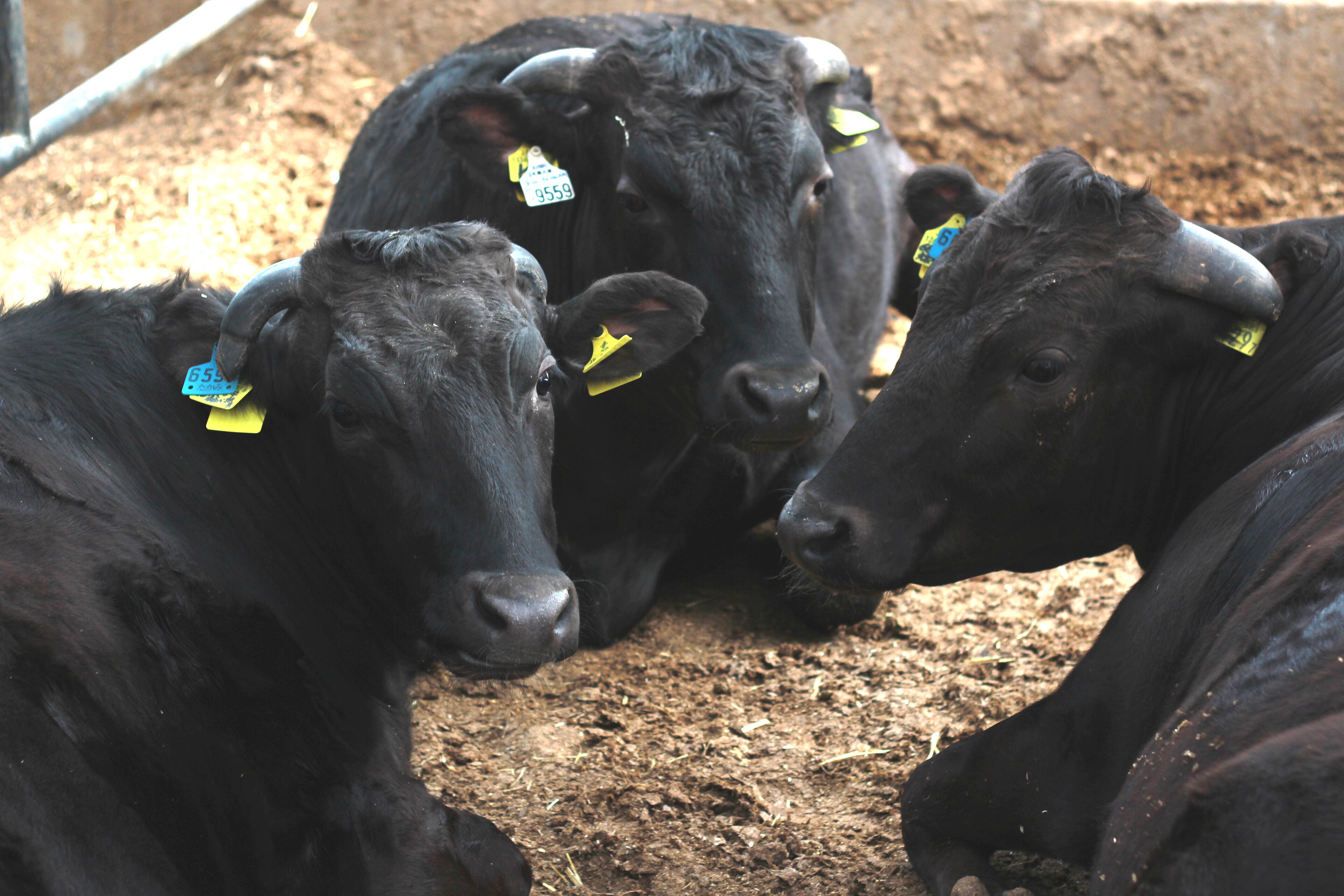 Wagyu on Breed Ledger