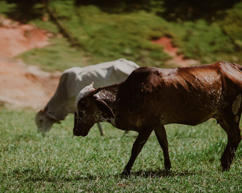 Cattle on Breed Ledger