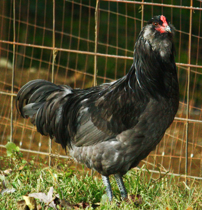 Ameraucana on Breed Ledger