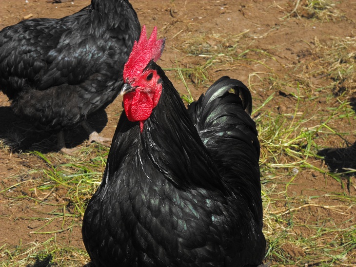 Australorp on Breed Ledger