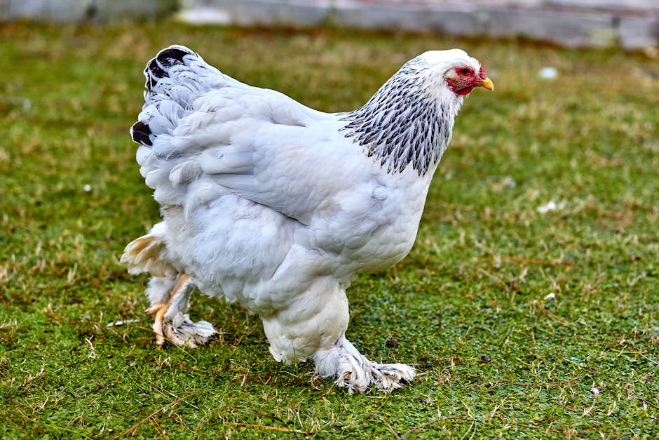 Brahma on Breed Ledger