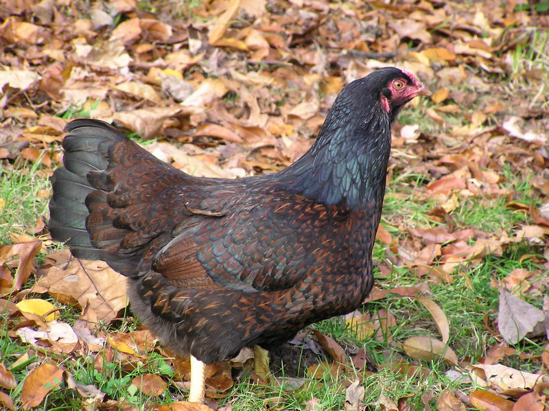 Cornish on Breed Ledger