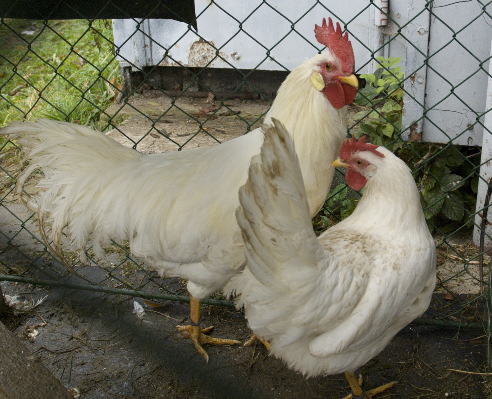 Leghorn on Breed Ledger