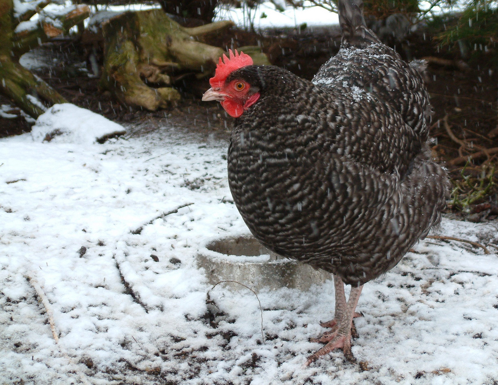 Marans on Breed Ledger