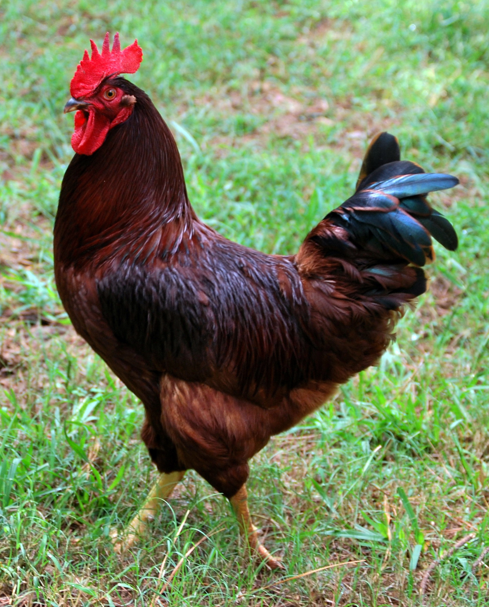 Rhode Island Red on Breed Ledger