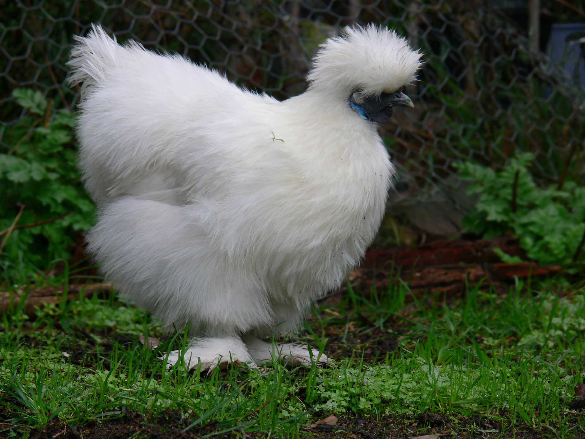 Silkie on Breed Ledger