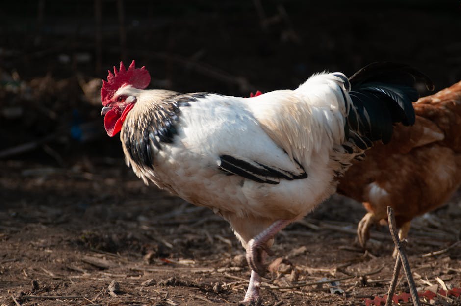 Sussex on Breed Ledger