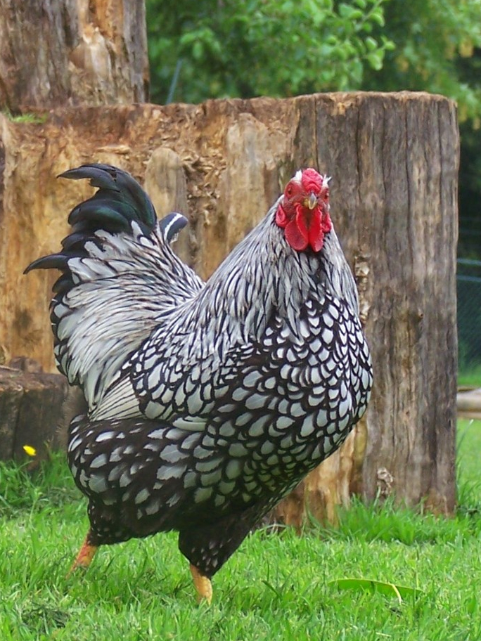 Wyandotte on Breed Ledger