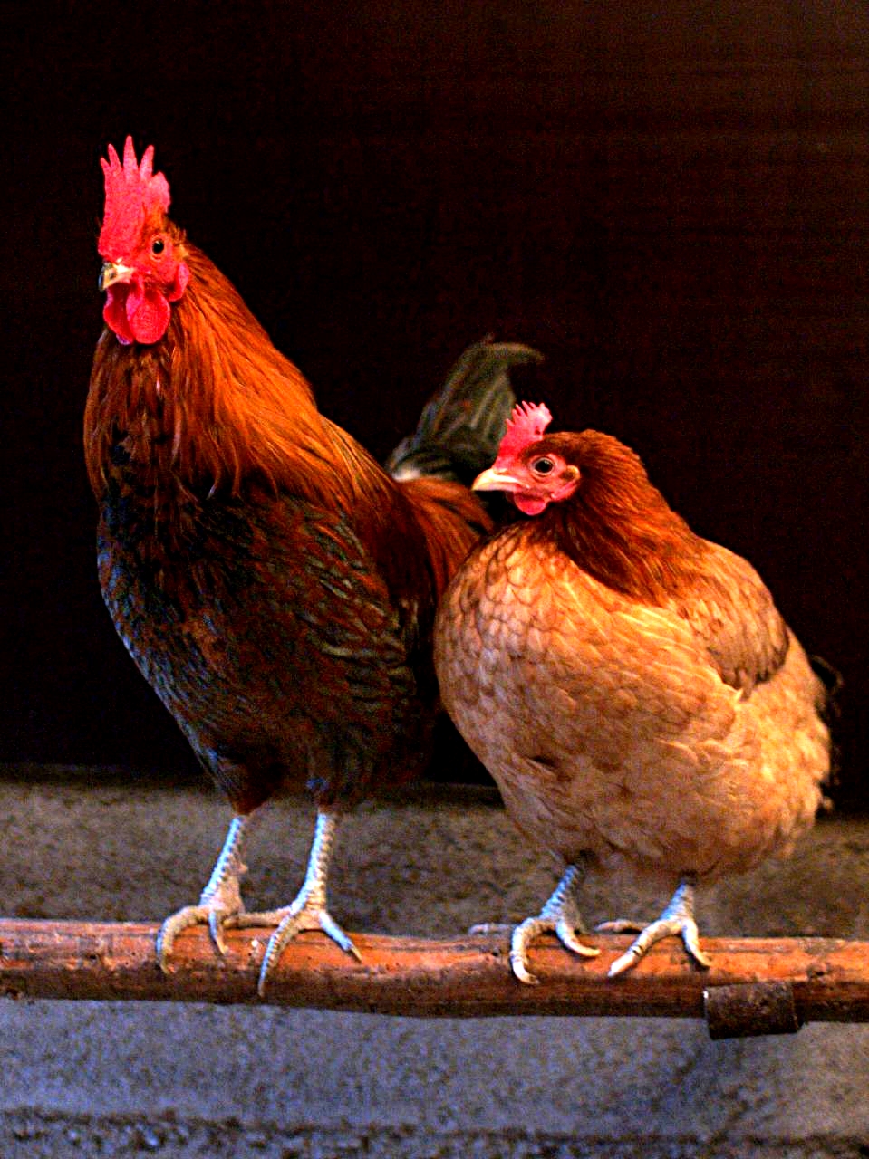 Chicken on Breed Ledger