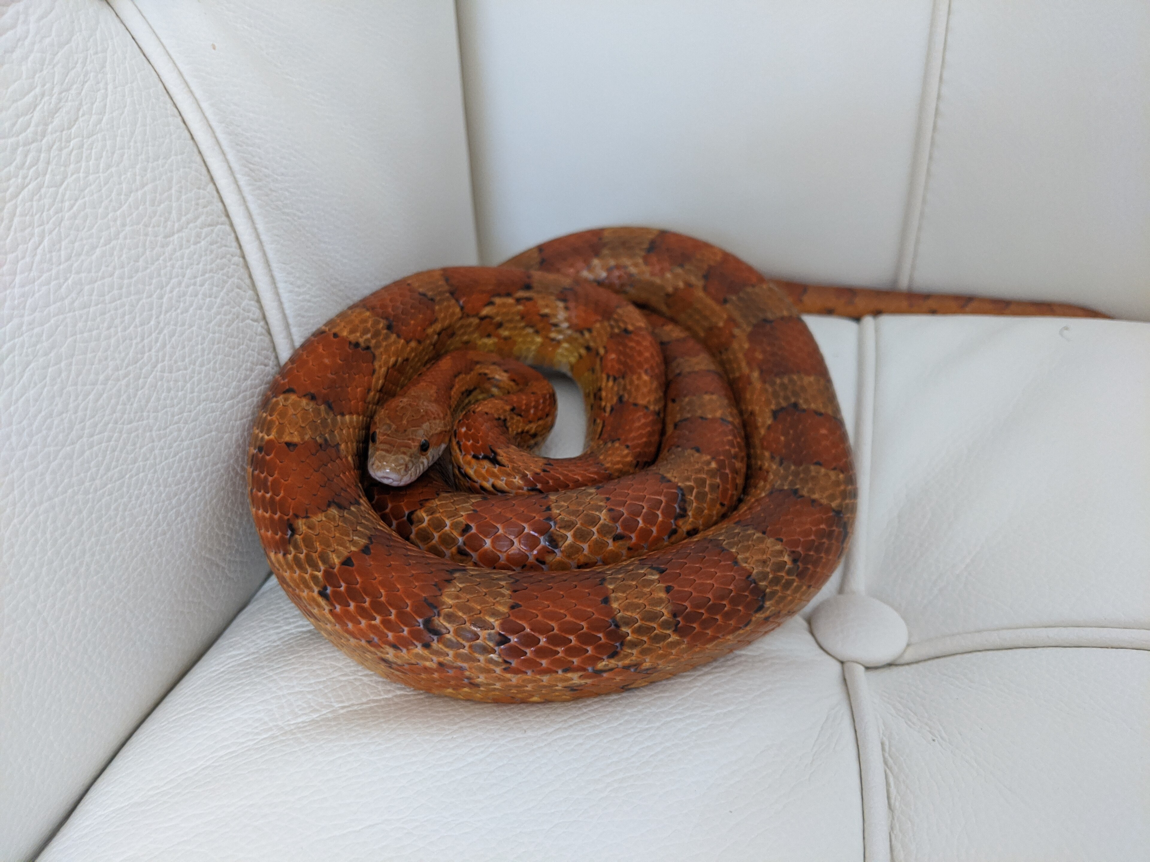 Corn Snake on Breed Ledger