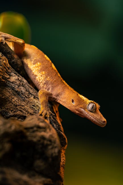 Crested Gecko on Breed Ledger