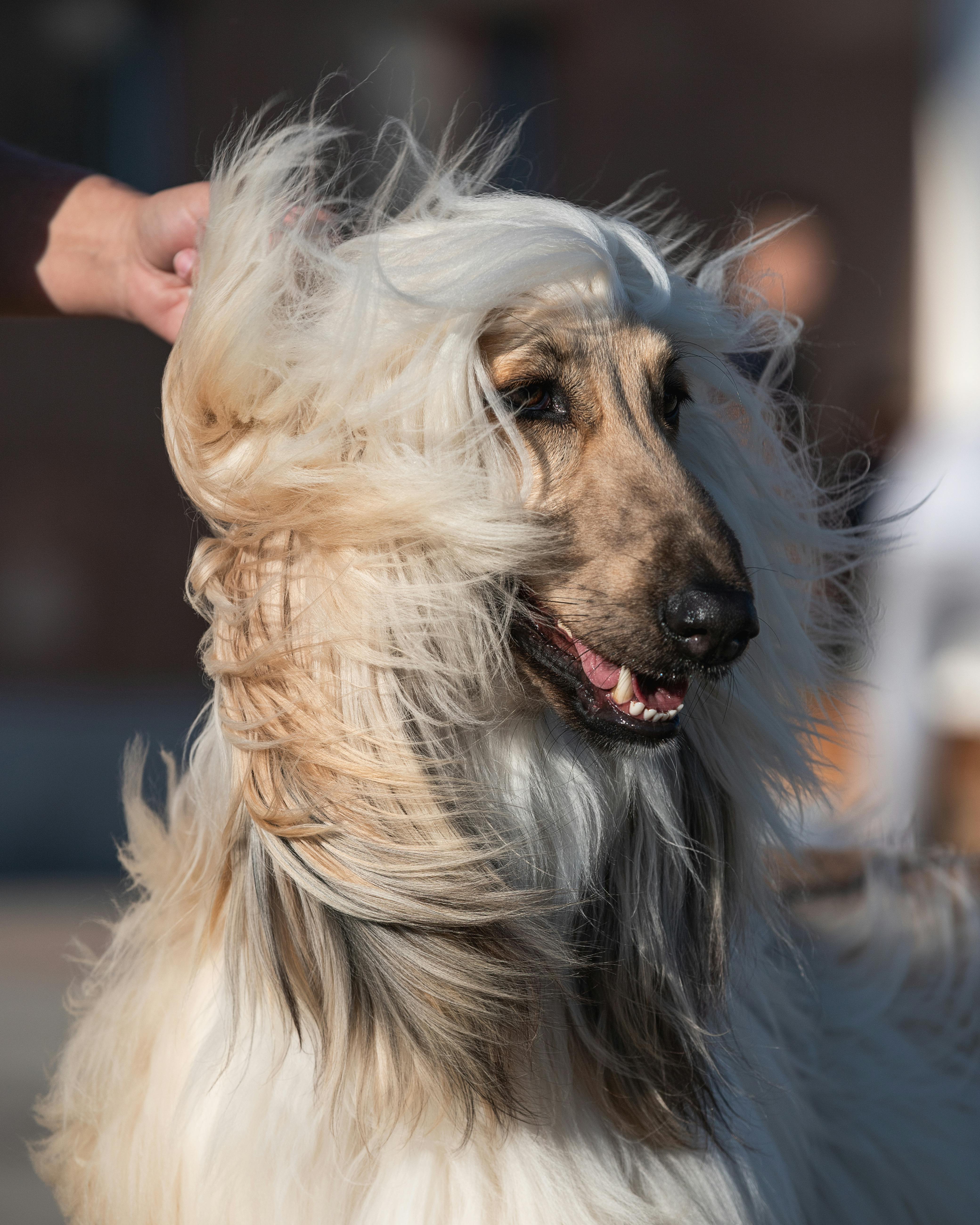 Afghan Hound on Breed Ledger